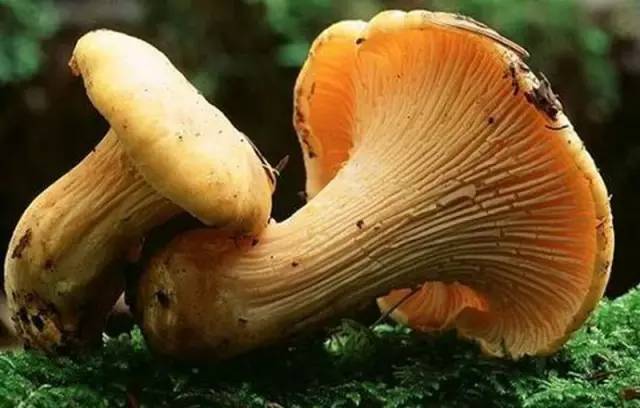 食用菌十一大功能你知道吗？ - 食用菌之家